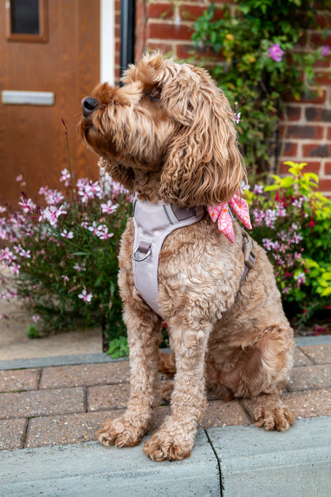 Little Ginger Control Harness