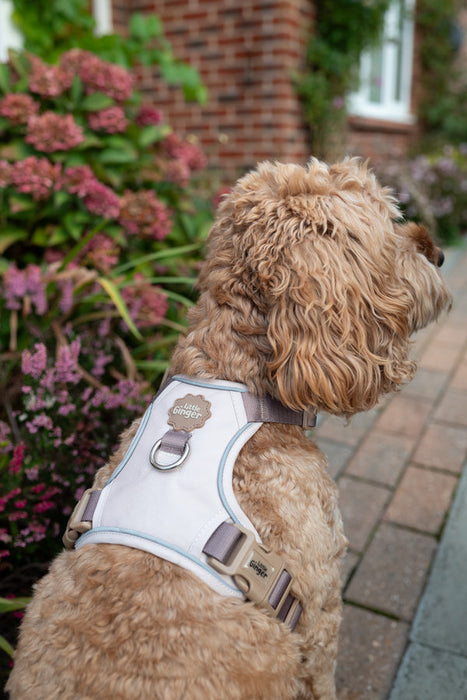 Little Ginger Control Harness