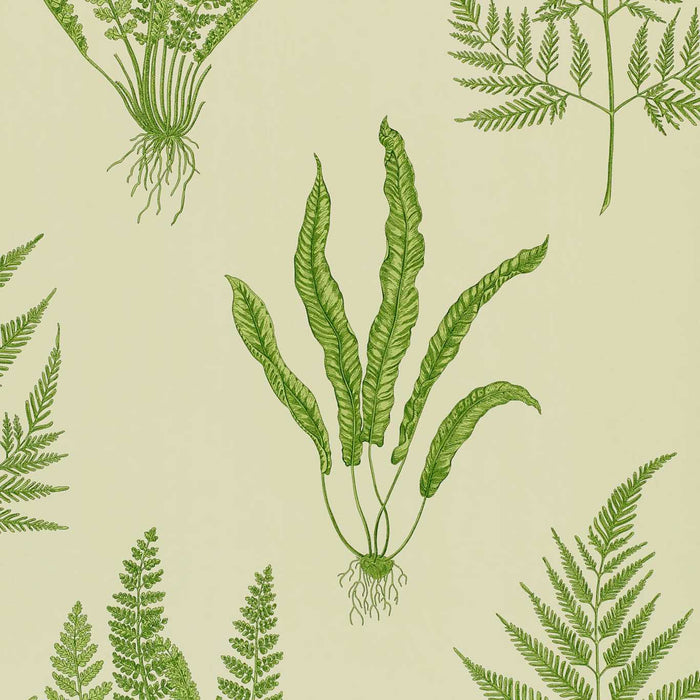 Woodland Ferns Green Wallpaper