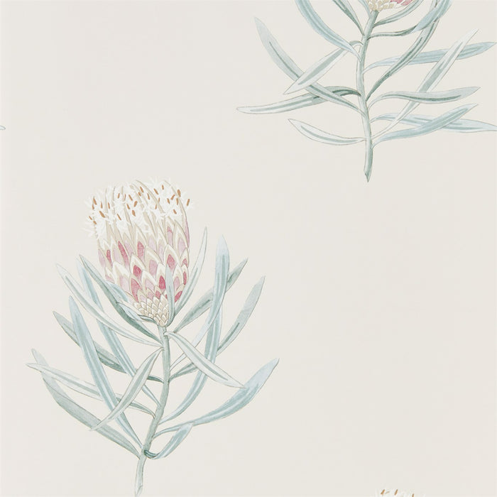 Protea Flower Porcelain/Blush Wallpaper