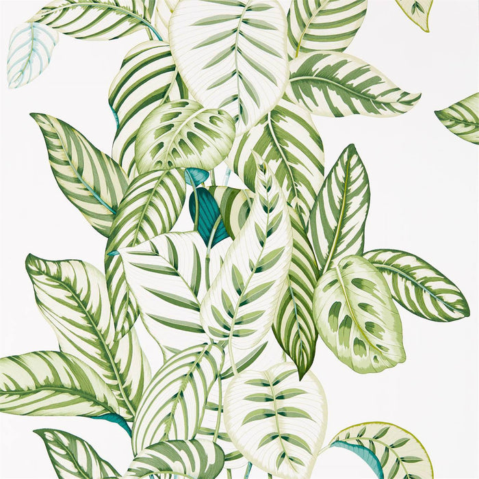 Calathea Botanical Green Wallpaper