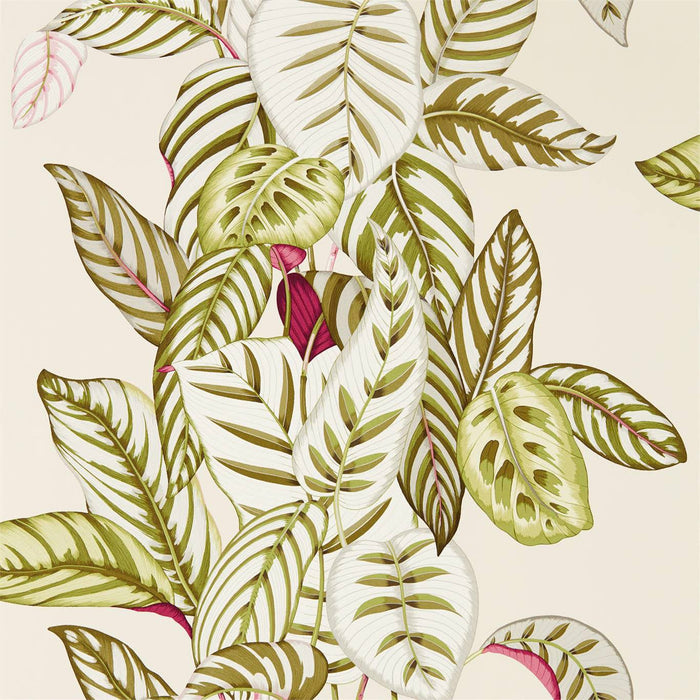 Calathea Olive Wallpaper