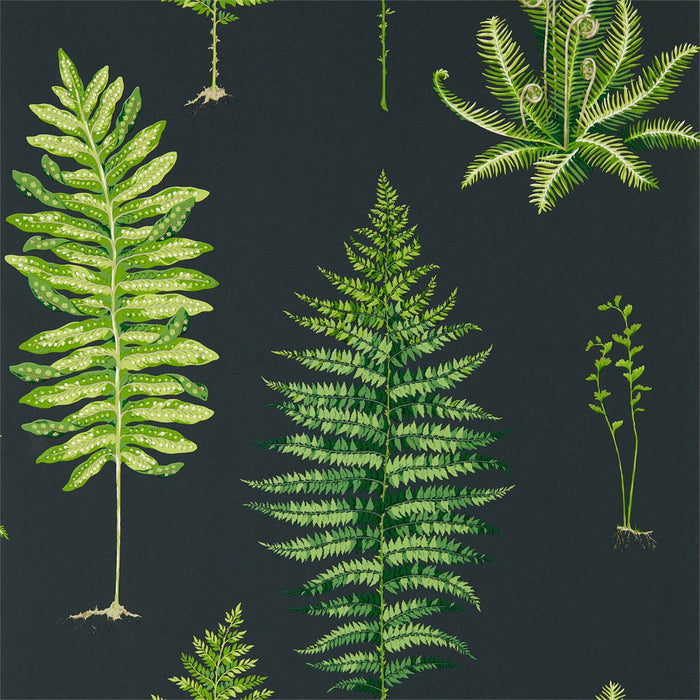 Fernery Botanical Green/Charcoal Wallpaper