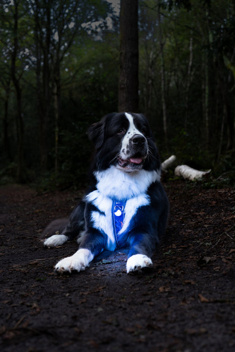 Twiggy Tags TrekBright Dog Safety Light