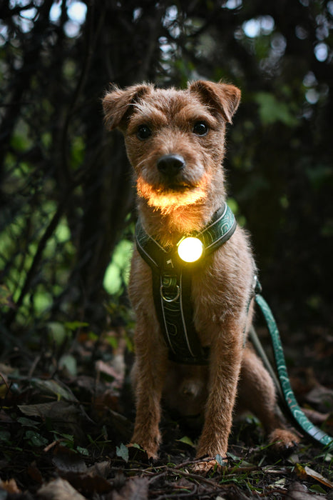 Twiggy Tags TrekBright Dog Safety Light