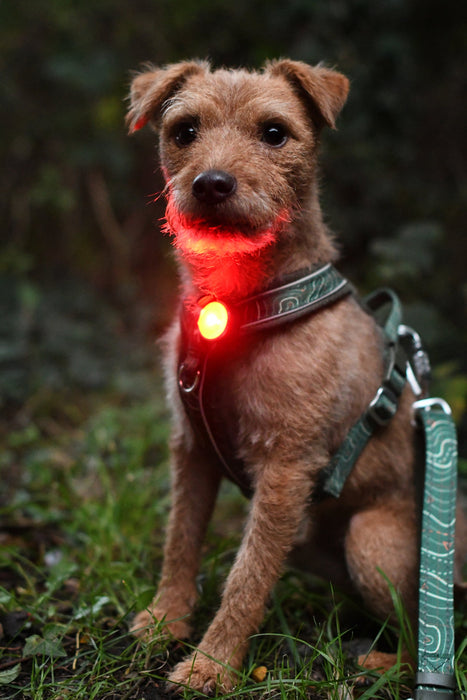 Twiggy Tags TrekBright Dog Safety Light
