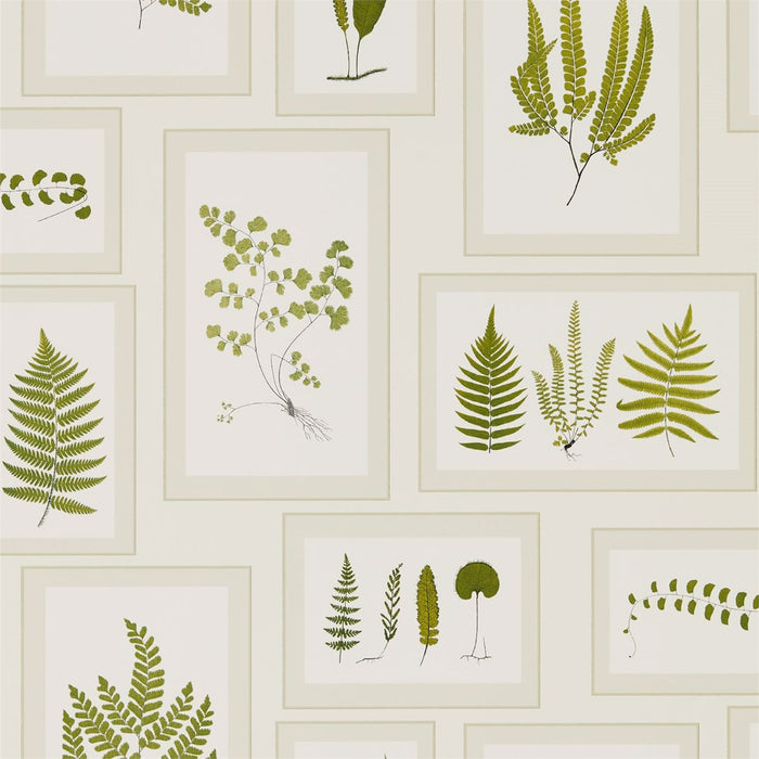 Fern Gallery Ivory/Green Wallpaper