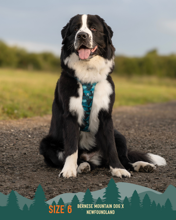 Twiggy Tags Adventure Harness Lagoon