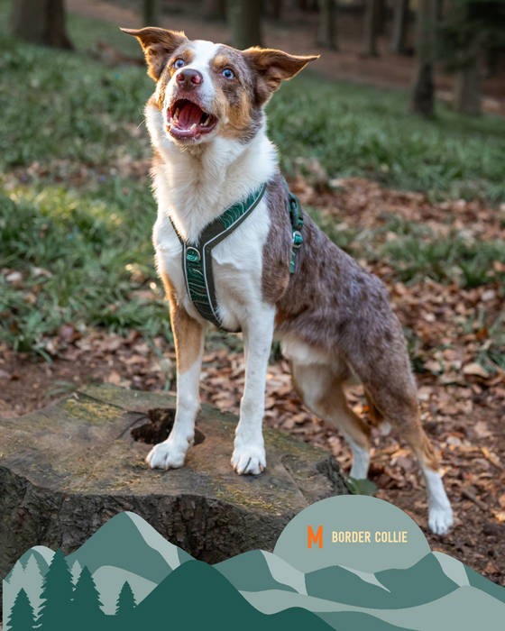 Twiggy Tags Apex Harness Nomad
