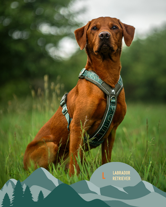 Twiggy Tags Apex Harness Nomad