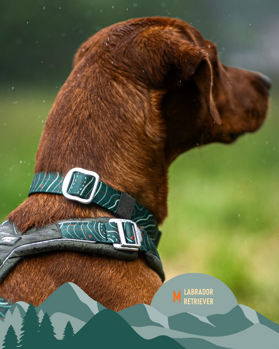Twiggy Tags Apex Collar Nomad